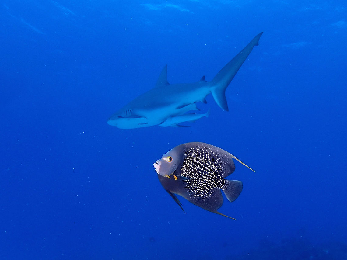 French Angelfish - Pomacanthus paru Although a shy fish, sometimes they do swim up to the water column and at Tiger Beach, its possible to get a picture of them with some Sharks :) Fall,French Angelfish,Geotagged,Pomacanthus paru,The Bahamas