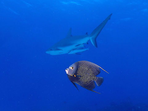 French Angelfish - Pomacanthus paru Although a shy fish, sometimes they do swim up to the water column and at Tiger Beach, its possible to get a picture of them with some Sharks :) Fall,French Angelfish,Geotagged,Pomacanthus paru,The Bahamas