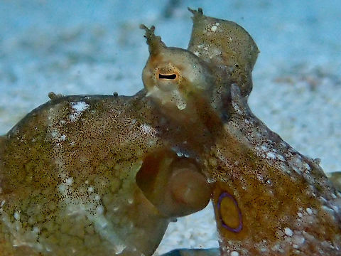 Octopus hummelincki Close-up of Octopus hummelincki to show the blue-ring on the side of its face.

Full picture of the Octopus can be seen here :

https://www.jungledragon.com/image/46330/octopus_hummelincki.html
 Caribbean Two-spot Octopus,Fall,Geotagged,Octopus,Octopus hummelincki,The Bahamas