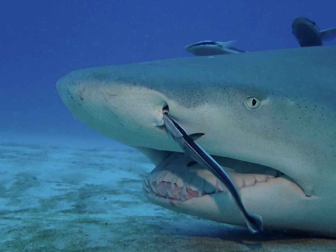 Lemon Shark - Negaprion brevirostris Lemon Sharks got their name from the yellowish tint on their skin.<br />
They are among a few species of Sharks that does not need to constantly swim to breath as they have the ability to pump fresh water over its gills while it rest on the sea bottom.<br />
<br />
In this picture, this Lemon Shark was resting on the sea bottom and getting cleaned by a Remora. <br />
<br />
Picture of the whole Shark can be seen here :<br />
<br />
<figure class="photo"><a href="https://www.jungledragon.com/image/46350/lemon_shark_-_negaprion_brevirostris.html" title="Lemon Shark - Negaprion brevirostris"><img src="https://s3.amazonaws.com/media.jungledragon.com/images/2994/46350_thumb.jpg?AWSAccessKeyId=05GMT0V3GWVNE7GGM1R2&Expires=1759968010&Signature=LReJRcQ26BWS2nrACZPAE3iK5GA%3D" width="200" height="150" alt="Lemon Shark - Negaprion brevirostris The Lemon Shark - Negaprion brevirostris can grow up to 3.4 meters length.<br />
Although they have scary looking teeth, they posed no threats to humans unless 'provoked'. They are not likely to 'attack' humans be it divers, snorkellers, surfers and swimmers as they do not hunt in the manner like other bigger sharks like Great White or Tiger Sharks.<br />
<br />
Close-up picture of the similar Shark can be seen here :<br />
<br />
https://www.jungledragon.com/image/46348/lemon_shark_-_negaprion_brevirostris.html<br />
Fall,Geotagged,Lemon shark,Negaprion brevirostris,Shark,The Bahamas" /></a></figure><br />
Fall,Geotagged,Lemon shark,Negaprion brevirostris,Shark,The Bahamas