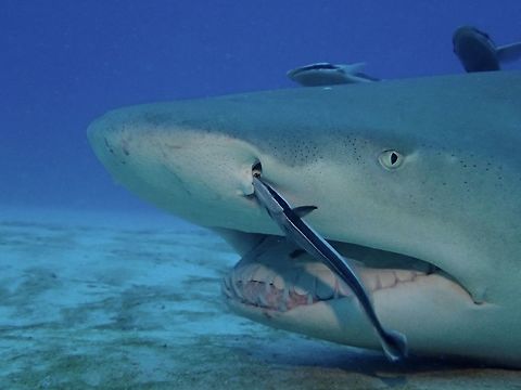 Lemon Shark - Negaprion brevirostris Lemon Sharks got their name from the yellowish tint on their skin.
They are among a few species of Sharks that does not need to constantly swim to breath as they have the ability to pump fresh water over its gills while it rest on the sea bottom.

In this picture, this Lemon Shark was resting on the sea bottom and getting cleaned by a Remora.  

Picture of the whole Shark can be seen here :

https://www.jungledragon.com/image/46350/lemon_shark_-_negaprion_brevirostris.html
 Fall,Geotagged,Lemon shark,Negaprion brevirostris,Shark,The Bahamas