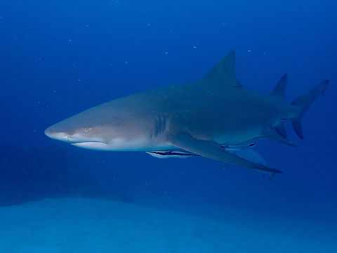 Lemon Shark - Negaprion brevirostris The Lemon Shark - Negaprion brevirostris can grow up to 3.4 meters length.
Although they have scary looking teeth, they posed no threats to humans unless 'provoked'.  They are not likely to 'attack' humans be it divers, snorkellers, surfers and swimmers as they do not hunt in the manner like other bigger sharks like Great White or Tiger Sharks.

Close-up picture of the similar Shark can be seen here :

https://www.jungledragon.com/image/46348/lemon_shark_-_negaprion_brevirostris.html
 Fall,Geotagged,Lemon shark,Negaprion brevirostris,Shark,The Bahamas
