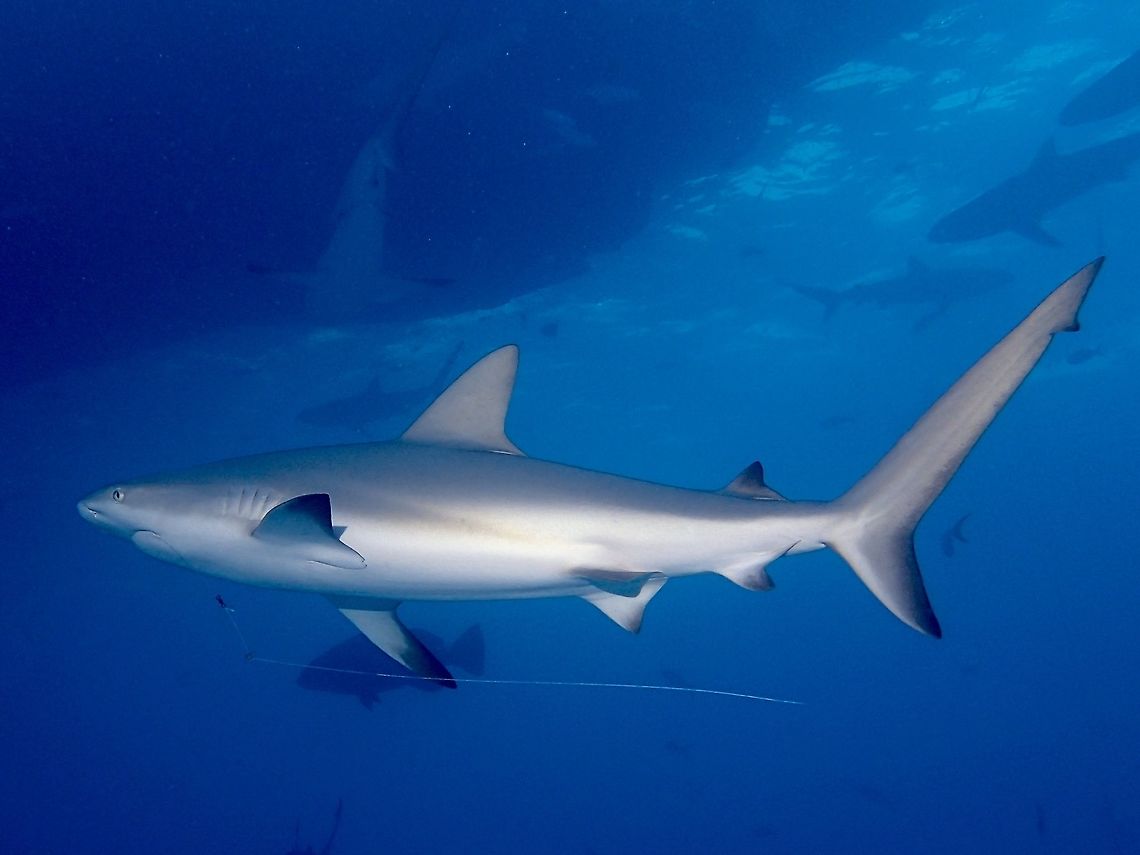 Hooked! This Caribbean Reef Shark - Carcharhinus perezi was seen with a fishing hook and line attached to its mouth.<br />
Quite a few of them have that.  Usually the hook will detached itself when it rusted/rots after a period of time, but it must be very 'uncomfortable' for the shark when it is still attached :( Carcharhinus perezii,Caribbean reef shark,Fall,Geotagged,Shark,The Bahamas
