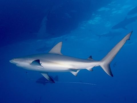 Hooked! This Caribbean Reef Shark - Carcharhinus perezi was seen with a fishing hook and line attached to its mouth.
Quite a few of them have that.  Usually the hook will detached itself when it rusted/rots after a period of time, but it must be very 'uncomfortable' for the shark when it is still attached :( Carcharhinus perezii,Caribbean reef shark,Fall,Geotagged,Shark,The Bahamas