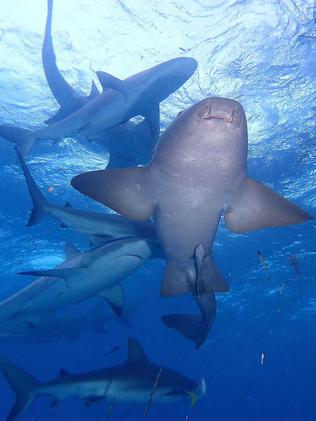 Atlantic Nurse Shark - Ginglymostoma cirratum This Atlantic Nurse Shark can grow up to an impressive size of up to 4 meters in length.<br />
During the Sharks dive in Bahamas, it was hardly possible to take a picture of the Atlantic Shark without the Caribbean Reef Sharks in the same frame as there were hundreds of them. Fall,Geotagged,Ginglymostoma cirratum,Nurse shark,Shark,The Bahamas