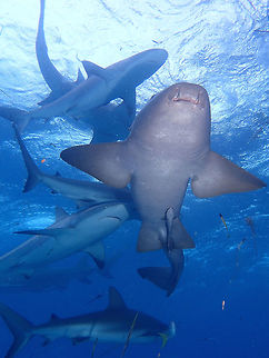 Atlantic Nurse Shark - Ginglymostoma cirratum This Atlantic Nurse Shark can grow up to an impressive size of up to 4 meters in length.
During the Sharks dive in Bahamas, it was hardly possible to take a picture of the Atlantic Shark without the Caribbean Reef Sharks in the same frame as there were hundreds of them. Fall,Geotagged,Ginglymostoma cirratum,Nurse shark,Shark,The Bahamas