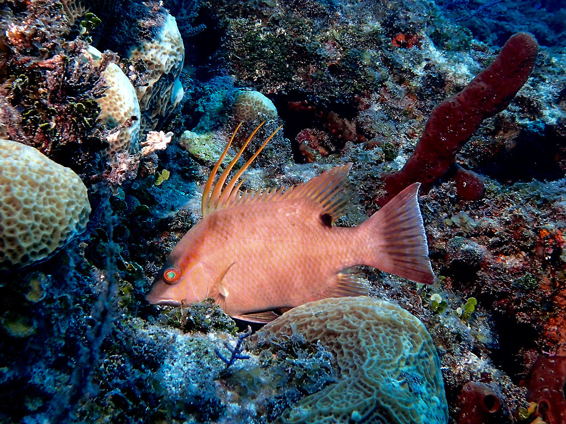 Hogfish - Lachnolaimus maximus The Hogfish - Lachnolaimus maximus  gets its name from its long &lsquo;pig-like&rsquo; snout, coupled with its rootling behaviour on the sea floor for crustacean prey.  It has the distinction of being the only known member of its genus, and because it is IUCN listed as vulnerable, there are strict regulations governing bag, size, and gear limits to protect the species from overfishing.<br />
<br />
The Hogfish is a sequential hermaphrodite, meaning it changes sex during different life stages. Juvenile hogfish are female, but mature into males at around 3 years old.  They can grow up to 0.9 meters in length.<br />
<br />
Although a popular fish, it has been known to cause Ciguatera Poisoning.<br />
<br />
 Bahamas,Fall,Geotagged,Hogfish,Lachnolaimus maximus