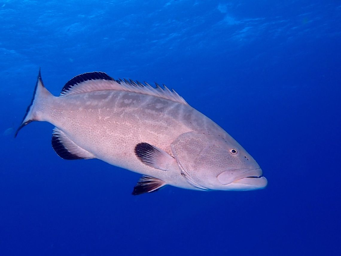 Black Grouper - Mycteroperca bonaci This Black Grouper - Mycteroperca bonaci were regularly seen during our Sharks dives in Bahamas, always waiting for food scraps.  They can grow up to 1.5 meters, so its quite an impressive fish. Bahamas,Black grouper,Fall,Geotagged,Mycteroperca bonaci