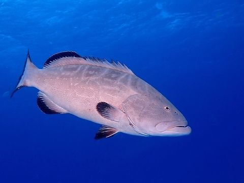 Black Grouper - Mycteroperca bonaci This Black Grouper - Mycteroperca bonaci were regularly seen during our Sharks dives in Bahamas, always waiting for food scraps.  They can grow up to 1.5 meters, so its quite an impressive fish. Bahamas,Black grouper,Fall,Geotagged,Mycteroperca bonaci