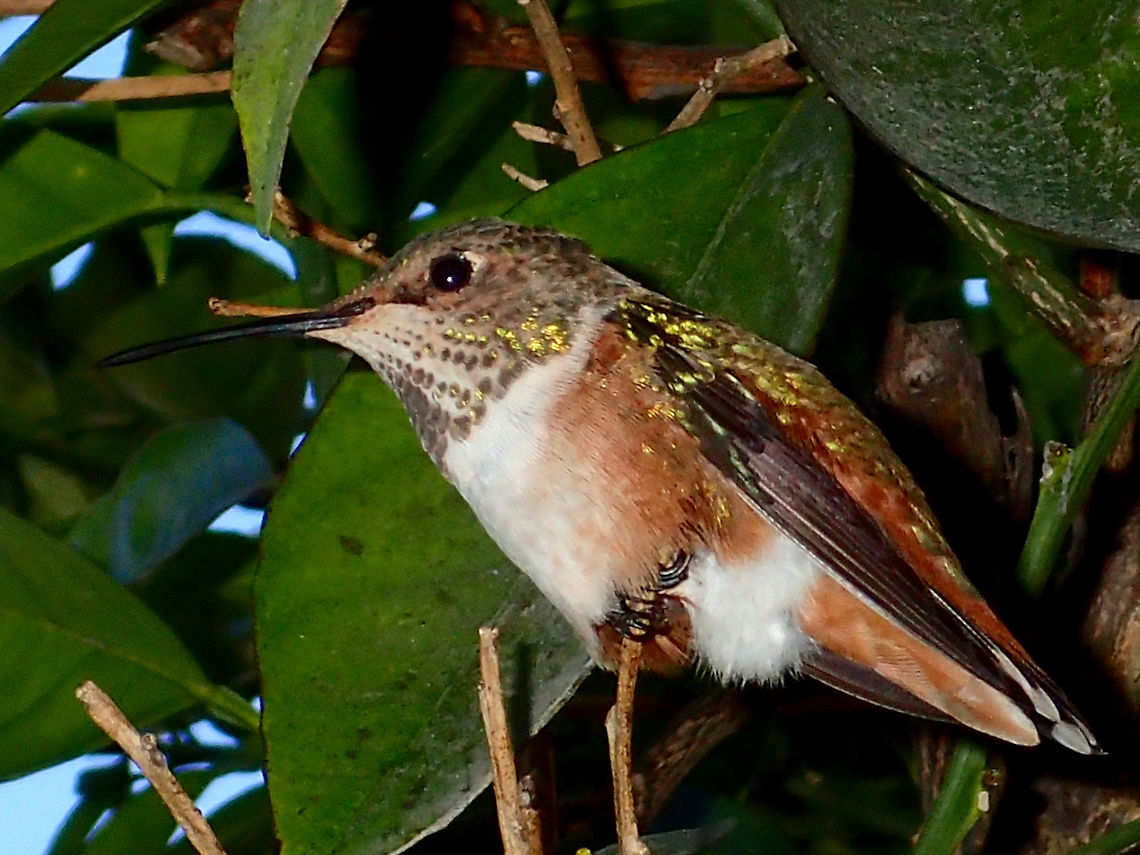 Allen's Hummingbird - Selasphorus sasin Small Hummingbird - Selasphorus sasin seen in the middle of city or Downtown LA in particular.<br />
Saw several of them and one pair has built a nest on a citrus tree in the middle of the park. Allens hummingbird,Bird,Fall,Geotagged,Rufous Hummingbird,Selasphorus rufus,Selasphorus sasin,United States