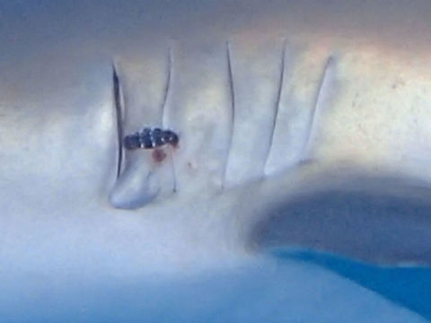 Parasite This small Parasite, around 2-3 cm in length was seen on the side of a Shark near the gills.
I was not able to take a much closer pic of the Parasite as the Shark was continuously swimming and keeping a distance away from me :( Fall,Geotagged,Parasite,The Bahamas