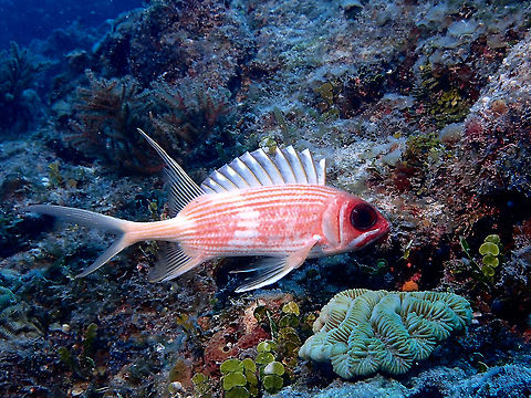 Longspine Squirrelfish - Holocentrus rufus This Squirrelfish - Holocentrus rufus is distinguished by the long spines on its anal fins. Bahamas,Fall,Fish,Geotagged,Holocentrus rufus,Longspine Squirrelfish,Squirrelfish