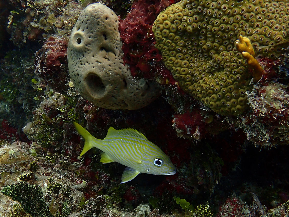 French Grunt - Haemulon flavolineatum The French Grunt - Haemulon flavolineatum got their name from the sounds they make when grinding their teeth. They use their swim bladders to amplify this sound. Bahamas,Fall,Fish,French grunt,Geotagged,Grunt,Haemulon flavolineatum