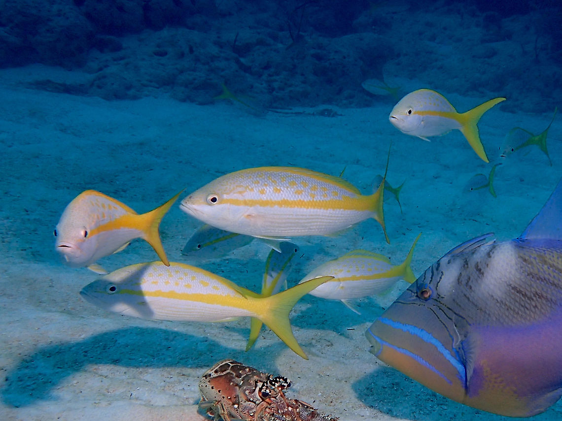 Yellowtail Snapper - Ocyurus chrysurus The Yellowtail Snapper - Ocyurus chrysurus are usually found in groups or school. Bahamas,Fall,Fish,Geotagged,Ocyurus chrysurus,Snapper,Yellowtail snapper
