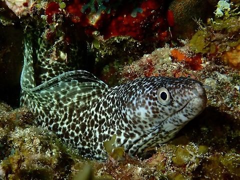 Spotted Moray Eel - Gymnothorax moringa This Spotted Moray Eel - Gymnothorax moringa was seen during a night dive in Bahamas, medium size around 1 meter length. Bahamas,Fall,Geotagged,Gymnothorax moringa,Moral Eel,Moray,Spotted moray