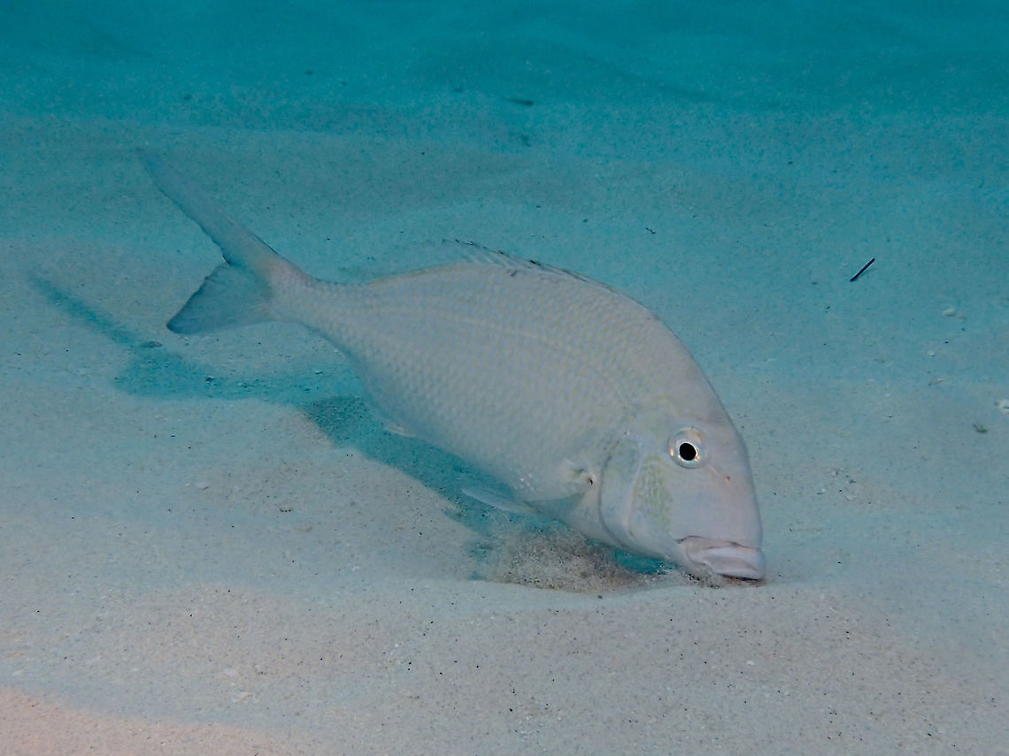 Gray Snapper -  Lutjanus griseus This Gray Snapper -  Lutjanus griseus is also known as the Mangrove Snapper. Fall,Geotagged,Lutjanus griseus,Mangrove snapper,The Bahamas