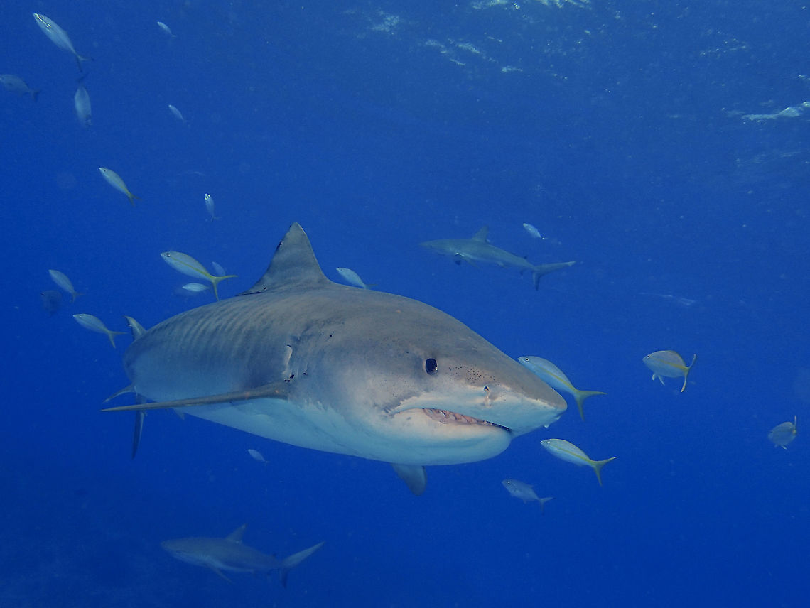 Tiger Sharks - Galeocerdo cuvier The main reason for my trip to visit Grand Bahamas was to dive with this majestic animal<br />
<br />
They can grow up to 5 meters in length. They get their common name, Tiger Sharks for the 'stripes' on their body. Tiger Sharks are the ocean's apex predator and known to eat anything. Despite the bad reputation that sharks has as senseless killers and/or killing many humans, which is totally not true they can be gentle and 'playful' and enjoying interactions with divers.<br />
<br />
It was a privilege to encounter them up close and up to 10 Tiger Sharks in one of the dive. Fall,Galeocerdo cuvier,Geotagged,Shark,The Bahamas,Tiger shark