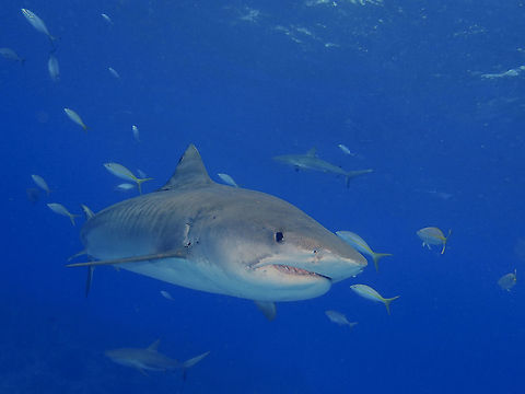 Tiger Sharks - Galeocerdo cuvier The main reason for my trip to visit Grand Bahamas was to dive with this majestic animal

They can grow up to 5 meters in length. They get their common name, Tiger Sharks for the 'stripes' on their body. Tiger Sharks are the ocean's apex predator and known to eat anything. Despite the bad reputation that sharks has as senseless killers and/or killing many humans, which is totally not true they can be gentle and 'playful' and enjoying interactions with divers.

It was a privilege to encounter them up close and up to 10 Tiger Sharks in one of the dive. Fall,Galeocerdo cuvier,Geotagged,Shark,The Bahamas,Tiger shark