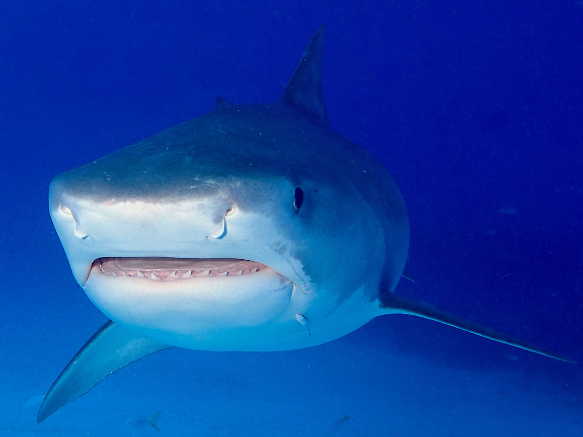 Check out my teeth! This is Emma, the famous female Tiger Shark that has been seen at Tiger Beach, Grand Bahamas for more than 10 years!  She is one of the largest Tiger Shark that can be seen regularly there and is easily recognisable by the dorsal fins and of course, her size, which is nearly 5 meters in length!<br />
<br />
When Shark bites, they sometimes loose some teeth and during this trip, the dive operator collected a tooth from Emma as a gift to me :) Emma,Fall,Galeocerdo cuvier,Geotagged,Shark,The Bahamas,Tiger shark