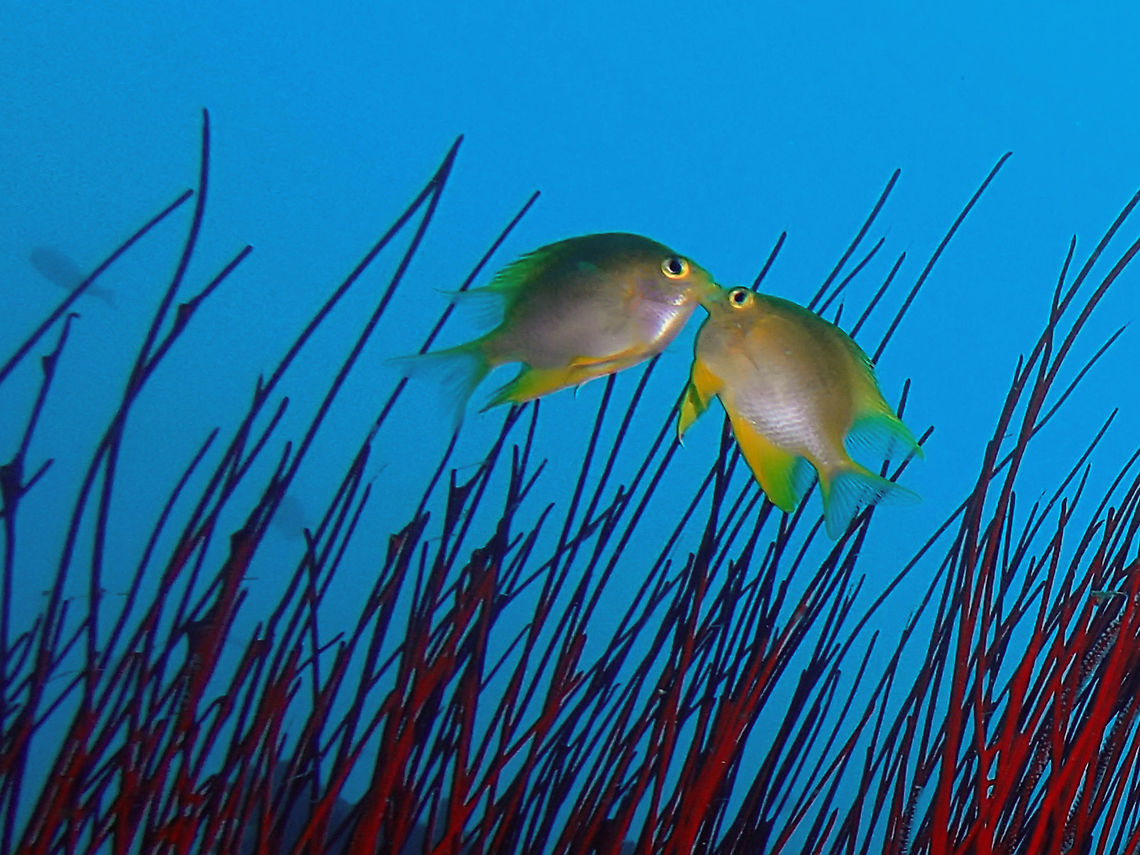 Kissing Damsels This was probably 2 male Golden Damselfish - Amblyglyphidodon aureus fighting for a female. Amblyglyphidodon aureus,Damselfish,Fall,Geotagged,Golden damselfish,Malaysia,Sipadan