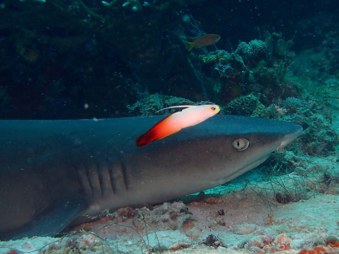 Strange neighbours Fire Dart Goby - Nemateleotris magnifica, also known as Fire Goby, Fire Fish for the reddish colour on the rear part of their body.  An interesting fish, they are supposedly monogamous when they found their pair.<br />
In this instance, found a solo/single fish with a White Tip Shark resting next to its burrow.  The Fire Dart Gobies hides in burrows when they feel danger approaches. Fall,Fire Goby,Fish,Geotagged,Goby,Malaysia,Nemateleotris magnifica,Sipadan