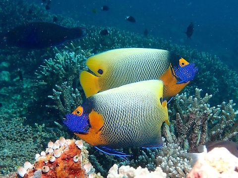 Twin Angels Pomacanthus xanthometopon - known as Yellow-masked Angelfish, Yellowface Angelfish or Blueface Angelfish have very striking colours and patterns on their body. Angelfish,Fall,Fish,Geotagged,Malaysia,Pomacanthus xanthometopon,Sipadan,Yellowface angelfish