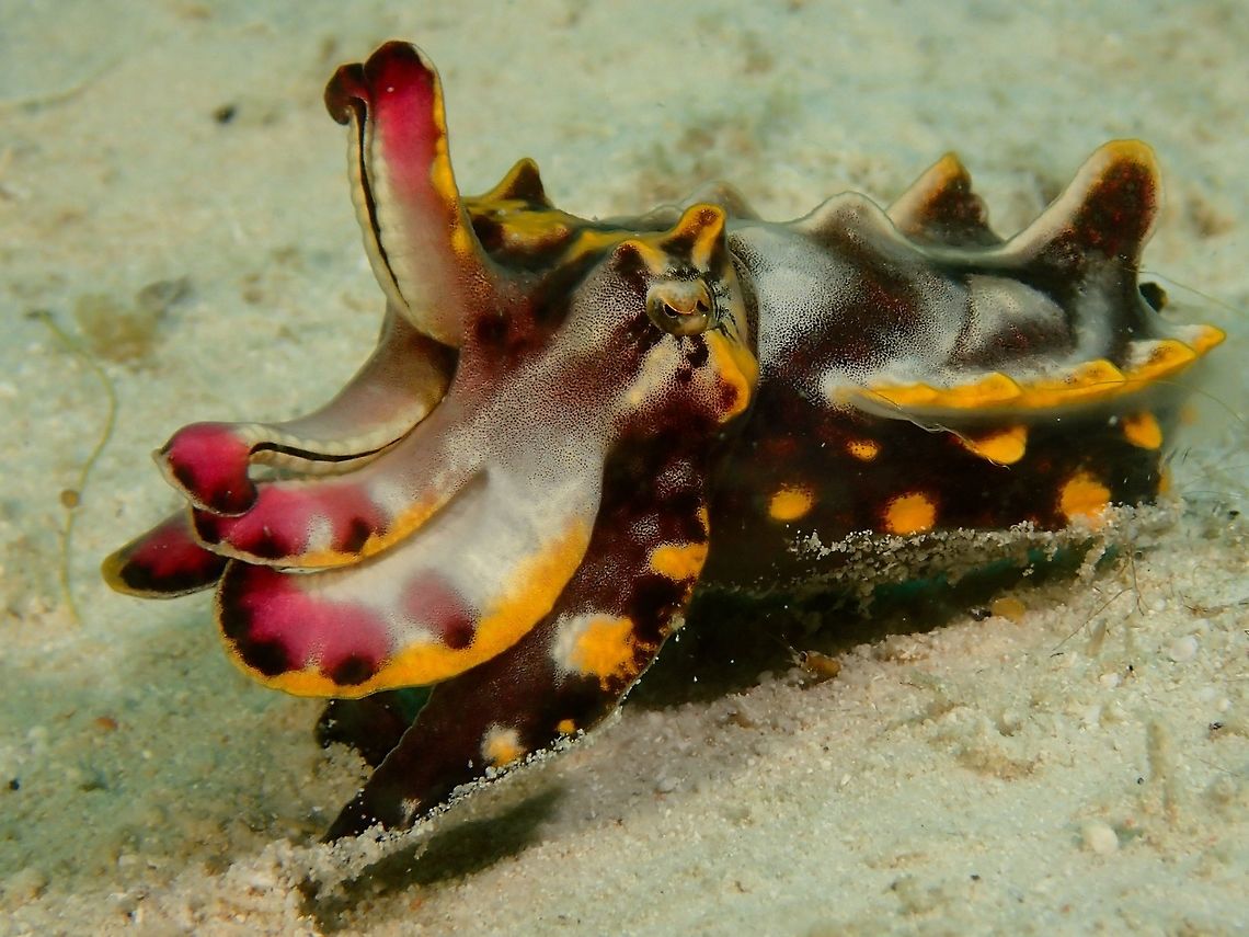 Flamboyant Cuttlefish This Flamboyant Cuttlefish - Metasepia pfefferi is small in size, around 6cm and is likely already adult.<br />
They are most likely the most colourful/beautiful of all Cuttlefishes, with the ability to change its colours especieally to bright yellow with pink and as they move around on the sandy bottom, they flashes colours from the head to the tail.<br />
<br />
This is a picture of the same Flamboyant Cuttlefish, resting on the sandy bottom :<br />
<br />
<figure class="photo"><a href="https://www.jungledragon.com/image/46912/camouflaged_flamboyant_cuttlefish.html" title="Camouflaged Flamboyant Cuttlefish"><img src="https://s3.amazonaws.com/media.jungledragon.com/images/2994/46912_thumb.jpg?AWSAccessKeyId=05GMT0V3GWVNE7GGM1R2&Expires=1759968010&Signature=6VqolOs44Y7h7Roid5Juk06OXKg%3D" width="200" height="150" alt="Camouflaged Flamboyant Cuttlefish This is the same Flamboyant Cuttlefish as previous Spotting, when it was at rest at the sandy bottom.<br />
<br />
This is the picture of the same Flamboyant Cuttlefish when it was moving around :<br />
<br />
https://www.jungledragon.com/image/46612/flamboyant_cuttlefish.html Cuttlefish,Fall,Geotagged,Malaysia,Metasepia pfefferi,Pfeffer&#039;s flamboyant cuttlefish,Sabah" /></a></figure><br />
 Cuttlefish,Fall,Geotagged,Mabul,Mabul Island,Malaysia,Metasepia pfefferi,Pfeffer's flamboyant cuttlefish