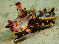 Flamboyant Cuttlefish This Flamboyant Cuttlefish - Metasepia pfefferi is small in size, around 6cm and is likely already adult.<br />
They are most likely the most colourful/beautiful of all Cuttlefishes, with the ability to change its colours especieally to bright yellow with pink and as they move around on the sandy bottom, they flashes colours from the head to the tail.<br />
<br />
This is a picture of the same Flamboyant Cuttlefish, resting on the sandy bottom :<br />
<br />
https://www.jungledragon.com/image/46912/camouflaged_flamboyant_cuttlefish.html<br />
 Cuttlefish,Fall,Geotagged,Mabul,Mabul Island,Malaysia,Metasepia pfefferi,Pfeffer's flamboyant cuttlefish