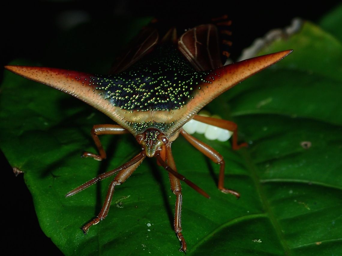 Ornate Shield Bug - Pygoplatys lancifer Saw this beautiful Ornate Shield Bug immediately after I arrived at Tawau Hills Park, as it was just around 20 meters away from the building I was staying at.  It was newly laying eggs and after taking a few shots, I decided to leave her at it and went back to check on her later in the day and saw that she has laid more eggs.<br />
<br />
My plan was to keep monitoring her over the next few days I was staying there as in my previous trip, I also saw the same and the eggs were being 'attacked' by Parasitoid Wasp which I failed to notice at the time of sighting.  This time, I had wanted to check if it will again be 'attacked' by the Parasitoid Wasp over the few days but unfortunately, the next morning, I noticed she was gone!  Apparently, the Long Tail macaques had eaten her :( Fall,Geotagged,Malaysia,Ornate Shield Bug,Pygoplatys lancifer,Sabah,Stink Bug