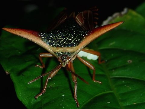 Ornate Shield Bug - Pygoplatys lancifer Saw this beautiful Ornate Shield Bug immediately after I arrived at Tawau Hills Park, as it was just around 20 meters away from the building I was staying at.  It was newly laying eggs and after taking a few shots, I decided to leave her at it and went back to check on her later in the day and saw that she has laid more eggs.

My plan was to keep monitoring her over the next few days I was staying there as in my previous trip, I also saw the same and the eggs were being 'attacked' by Parasitoid Wasp which I failed to notice at the time of sighting.  This time, I had wanted to check if it will again be 'attacked' by the Parasitoid Wasp over the few days but unfortunately, the next morning, I noticed she was gone!  Apparently, the Long Tail macaques had eaten her :( Fall,Geotagged,Malaysia,Ornate Shield Bug,Pygoplatys lancifer,Sabah,Stink Bug