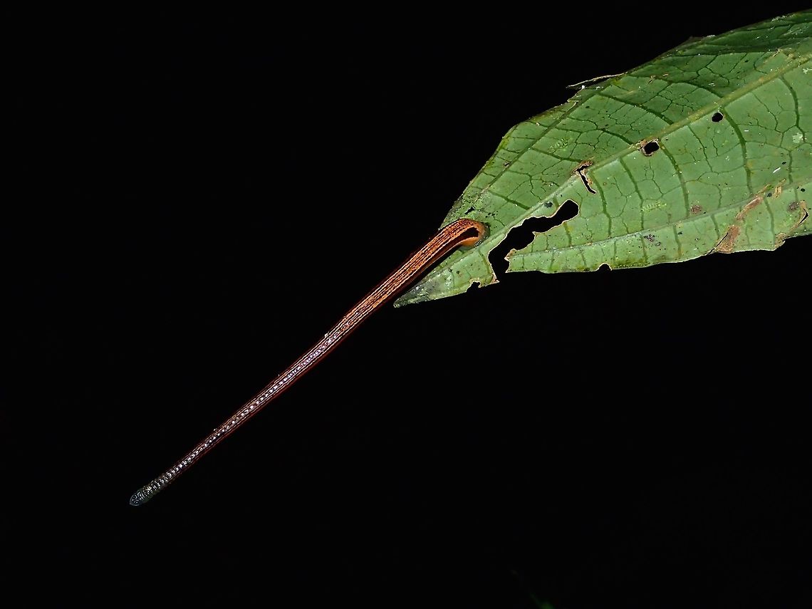 Reaching out to you! This Tiger Leech - Haemadipsa picta can be found in the plenty at this park. It doesn't matter if its day/night time or rain or no rain. Along the trails of the park, they are in hundreds, if not thousands and it can feels like something from a horror movie.<br />
<br />
This one is particular was trying to reach out to me. They usually hang out on leafs just on the side of trails and when they sensed heat, they starts reaching out and if they feel they are close enough, they would even let go to drop to you.<br />
<br />
Aside from the continuous blood flow if they get to bite you, this bites from tiger leech may leaves you feeling severely itchy for days and weeks!<br />
<br />
During all my walks in the Park, I had to be fully covered, including wearing hat, gloves and applying menthol-based lotions on my face and neck as I noticed they don't like the stings of menthol. Fall,Geotagged,Haemadipsa picta,Leech,Malaysia,Sabah,Tiger Leech