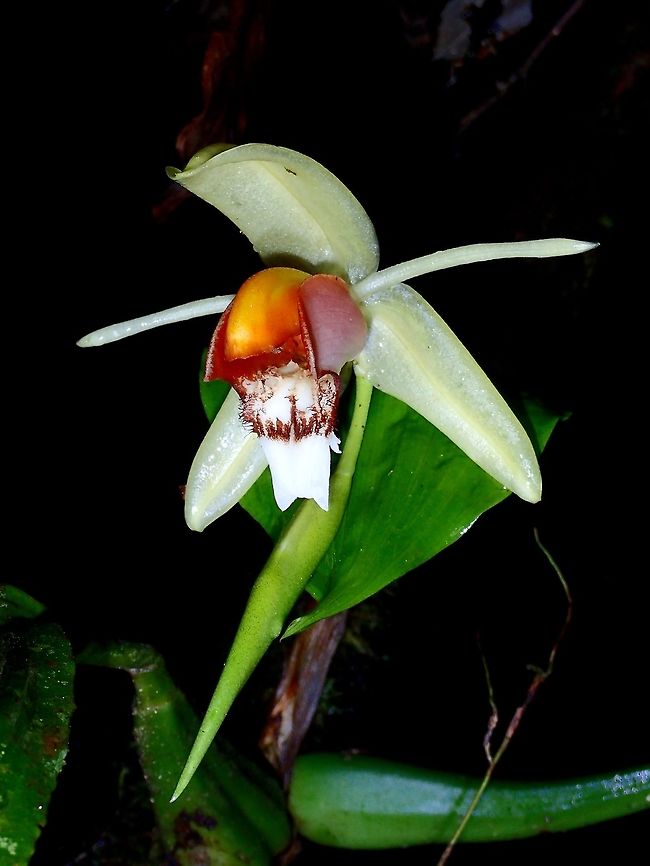 The Seven Ribbed Coelogyne Orchid This Seven Ribbed Coelogyne Orchid - Coelogyne septemcostata was seen during a night walk at Tawau Hills Park.<br />
It has a single bloom/flower on the stalk, unlike other Orchids in general.  It was not easy to see when I first saw it as it is a big flower and heavy and was hanging down and I had to propped it up on the leave to get the pictures.<br />
 Coelogyne septemcostata,Fall,Geotagged,Malaysia,Orchid,Sabah,Seven Ribbed Coelogyne