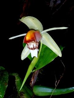 Coelogyne septemcostata