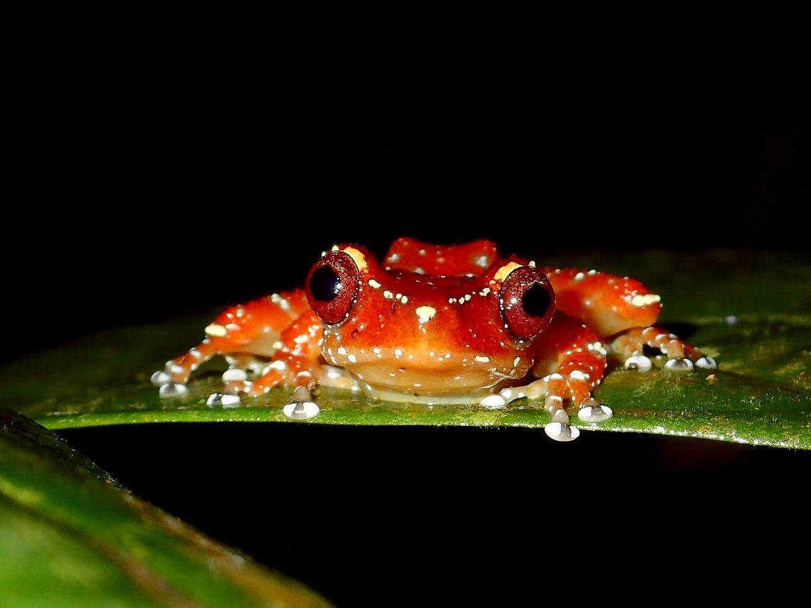 Red Stare This is quite a reddish variation of a Cinnamon Frog - Nyctixalus pictus.<br />
Seen during night walk, was able to see it at the same place for 3 nights but a rather shy frog, when I put my lights on it, it shrivels up clinging to the leaf. It has white spots on its body and also white tips on its legs. Cinnamon Frog,Fall,Frog,Geotagged,Malaysia,Nyctixalus pictus,Sabah