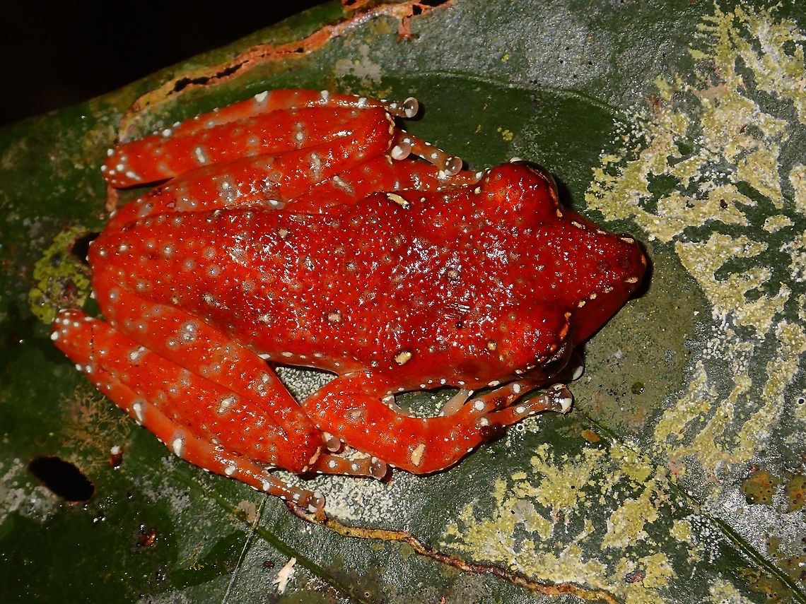 Cinnamon Frog - Nyctixalus pictus This Cinnamon Frog -Nyctixalus pictus is reddish in colour with white spots. Cinnamon Frog,Fall,Frog,Geotagged,Malaysia,Nyctixalus pictus,Sabah