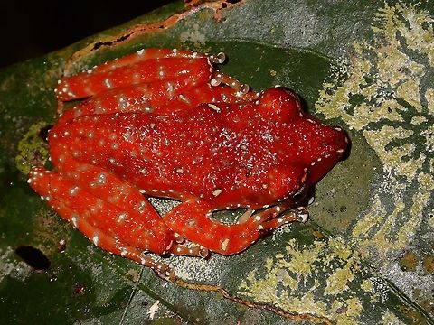 Cinnamon Frog - Nyctixalus pictus This Cinnamon Frog -Nyctixalus pictus is reddish in colour with white spots. Cinnamon Frog,Fall,Frog,Geotagged,Malaysia,Nyctixalus pictus,Sabah