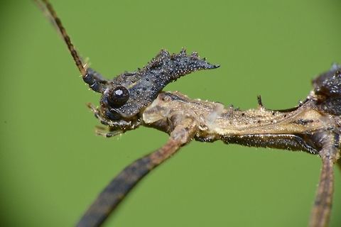 Alien? This is the male Phasmid of the species Paraloxopsis korystes.  He has a pointed head with tubercles with v-spines on his narrowed thorax.

Picture of the full Phasmid can be seen here :

https://www.jungledragon.com/image/46770/stick_insect_phasmid_-_paraloxopsis_korystes.html
There are 2 known species under the genus of Paraloxopsis and during this trip to Tawau, I was able to see both species. Fall,Geotagged,Malaysia,Paraloxopsis korystes,Phasmid,Sabah,Stick Insect