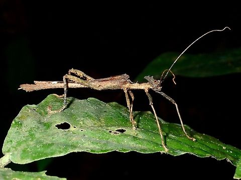 Stick Insect, Phasmid - Paraloxopsis korystes Male Phasmid of the species Paraloxopsis, small in size, around 5 cm. Fall,Geotagged,Malaysia,Paraloxopsis korystes,Phasmid,Sabah,Stick Insect