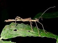 Stick Insect, Phasmid - Paraloxopsis korystes Male Phasmid of the species Paraloxopsis, small in size, around 5 cm. Fall,Geotagged,Malaysia,Paraloxopsis korystes,Phasmid,Sabah,Stick Insect