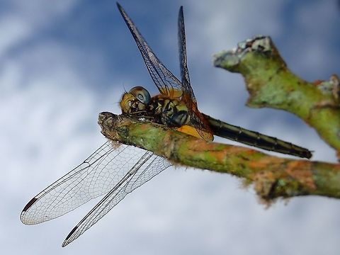Sunbathing Dragonfly Dargonfly,Fall,Geotagged,Malaysia,Sabah