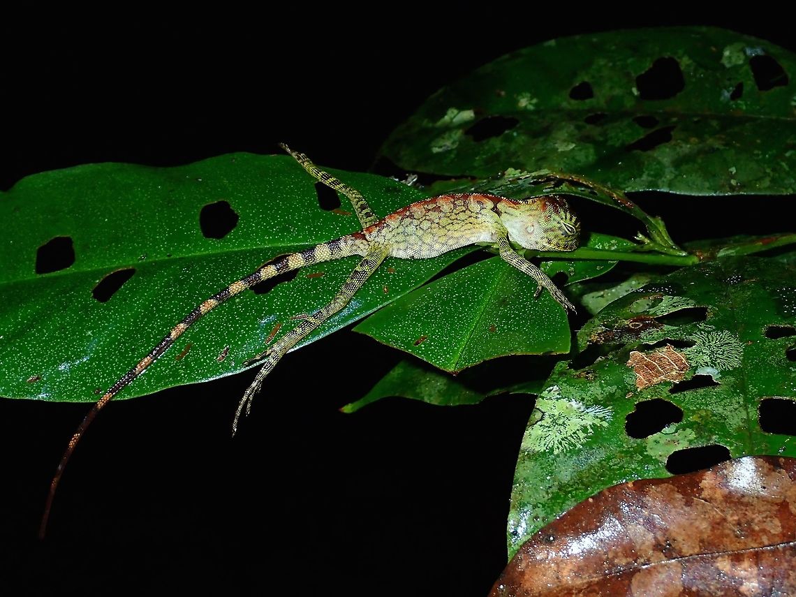 I'm flat tired A juvenile Borneo Anglehead - Gonocephalus bornensis taking a nap, seen during night walk. Borneo Anglehead Lizard,Fall,Geotagged,Gonocephalus bornensis,Malaysia,Sabah