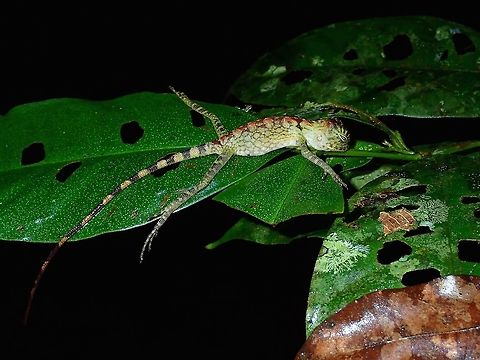 I'm flat tired A juvenile Borneo Anglehead - Gonocephalus bornensis taking a nap, seen during night walk. Borneo Anglehead Lizard,Fall,Geotagged,Gonocephalus bornensis,Malaysia,Sabah