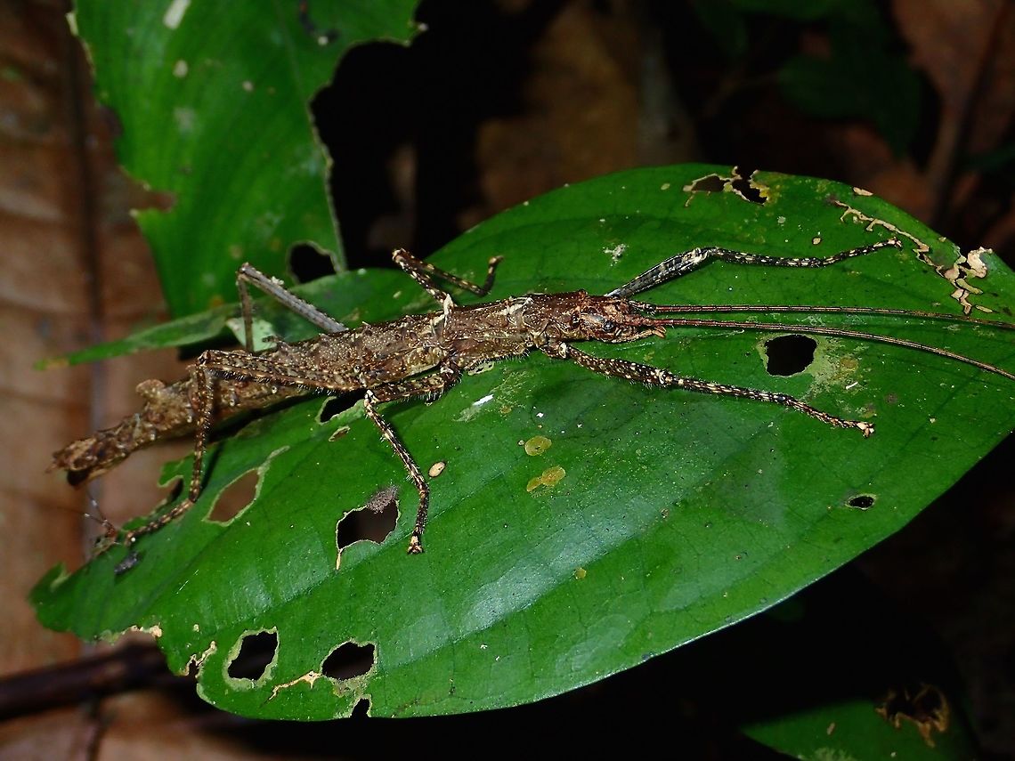 Stick Insect, Phasmid - Dinophasma ruficornis This is a female Phasmid of the species Dinophasma ruficornis.<br />
She has 2 'humps' on the back of her abdomen.<br />
Females of this species does not have wings whereas the males have full wings and are capable of flight. Dinophasma ruficornis,Fall,Geotagged,Malaysia,Phasmid,Sabah,Stick Insect