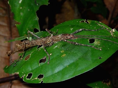 Stick Insect, Phasmid - Dinophasma ruficornis This is a female Phasmid of the species Dinophasma ruficornis.
She has 2 'humps' on the back of her abdomen.
Females of this species does not have wings whereas the males have full wings and are capable of flight. Dinophasma ruficornis,Fall,Geotagged,Malaysia,Phasmid,Sabah,Stick Insect
