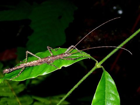 Stick Insect, Phasmid - Dinophasma ruficornis This is the male Phasmid of the species Dinophasma ruficornis.
 Dinophasma ruficornis,Fall,Geotagged,Malaysia,Phasmid,Sabah,Stick Insect