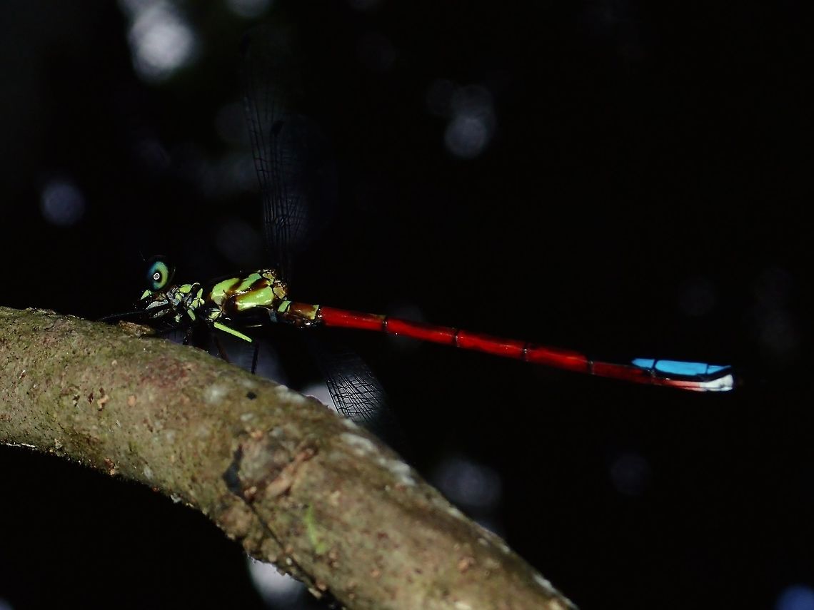 Blue Tail This Damselfly was bigger size than typical Damselfly but smaller than Dragonfly.<br />
Quite unique to me, green upper part with reddish abdomen and blue at the tip. Damselfly,Fall,Geotagged,Malaysia,Rhinagrion elopurae,Sabah