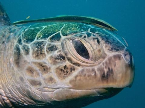 Remora on my head! This male Green Turtle is a resident turtle at the dive site called Paradise 1 on Mabul Island.  Most likely, he has been the same Green Turtle that I have been seeing the last 10 years that I have been going to Mabul Island.  A few of them, hangs around on the artificial reef and props themselves on it lazily.  Huge in size, around 1.5 meters.
Usually, the big marine animals have Remoras on them and this particular Remora has chosen to rest on top of the head of the Green Turtle. Chelonia mydas,Fall,Geotagged,Green sea turtle,Malaysia,Sabah,Turtle