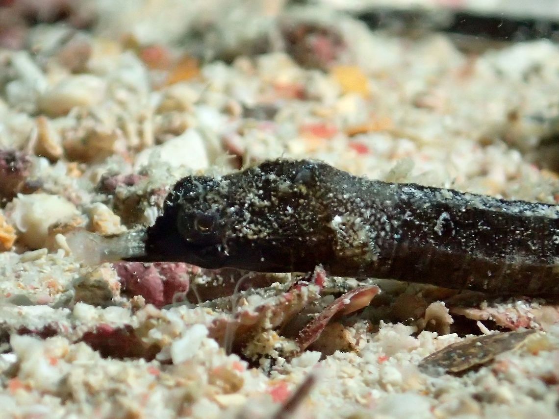 Andersoni's Pipefish - Micrognathus andersonii This Andersoni&#039;s Pipefish - Micrognathus andersonii has short snout, small thin skin flaps primarily on head; brown with several black-edged pale bars across back on upper side; tiny tail. Solitary and cryptic, inside crevies and among coral rubbles.<br />
Like other Pipefishes, it is the males that brood the eggs. Andersoni's Pipefish,Fall,Geotagged,Malaysia,Micrognathus andersonii,Pipefish,Sabah,Shortnose Pipefish