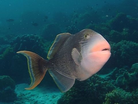 Yellow Margin Triggerfish - Pseudobalistes flavimarginatus This Yellow margin Triggerfish - Pseudobalistes flavimarginatus can grows up to the size of 60cm, has tan body with dark spots and crosshatch patterns, pale orangish snout and cheeks to orange margins on fins.
Solitary, nest in sand and corral rubbles.
They can get very aggressive when brooding their eggs and have been known to attack divers when divers swims too near to them.  They have very sharp teeth and that can cause some serious bites. Fall,Fish,Geotagged,Malaysia,Pseudobalistes flavimarginatus,Sabah,Triggerfish,Yellowmargin triggerfish