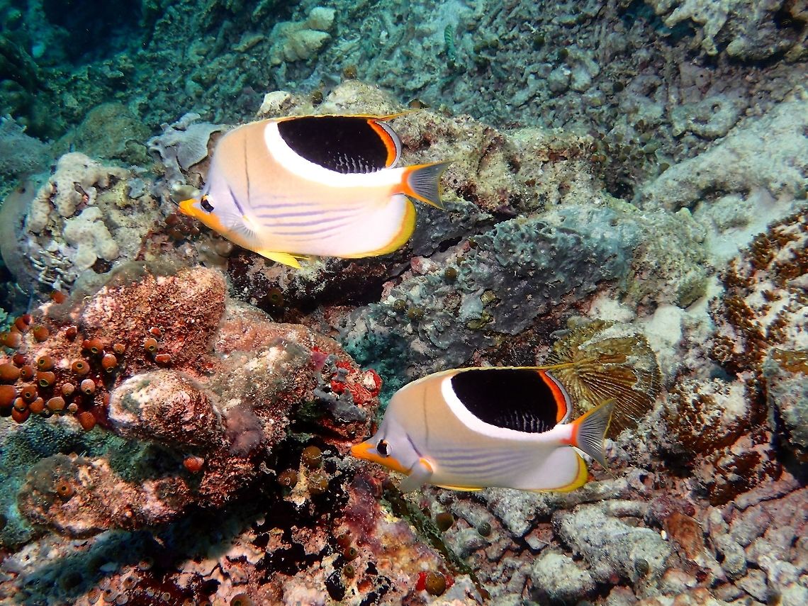 Saddleback Butterflyfish - Chaetodon ephippium This Saddleback Butterflyfish - Chaetodon ephippium is blue-gray with bleu lines on lower body; large white bordered black patch upper rear body; orange area from snout to ventral fins. Solitary or in pairs among coral-rich areas. Butterflyfish,Chaetodon ephippium,Fall,Fish,Geotagged,Malaysia,Sabah,Saddle Butterflyfish